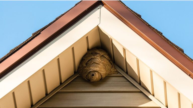 wasp-nest-removal