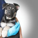 Cropped image of handsome male veterinarian doctor with stethoscope holding cute black german shepherd puppy in arms in veterinary clinic on white background banner