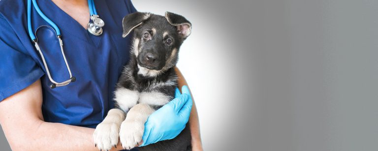 Cropped image of handsome male veterinarian doctor with stethoscope holding cute black german shepherd puppy in arms in veterinary clinic on white background banner