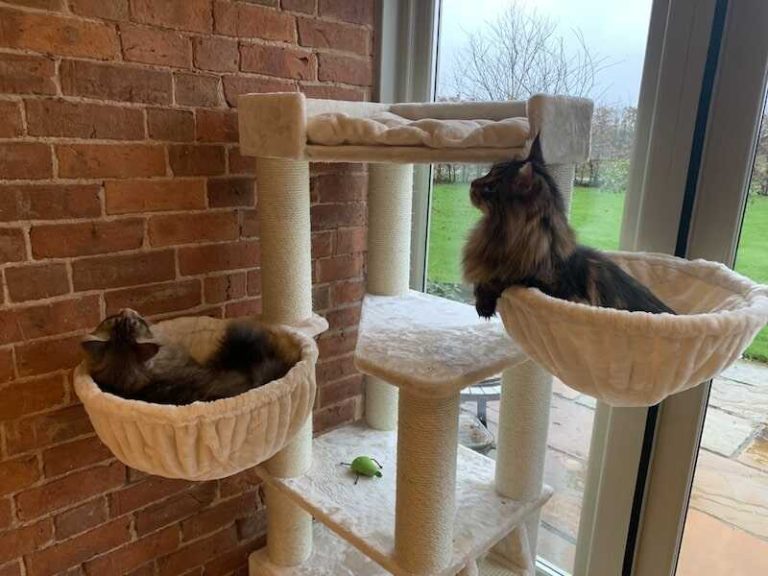 Cat Trees: Getting Cats Up How to Live in Style